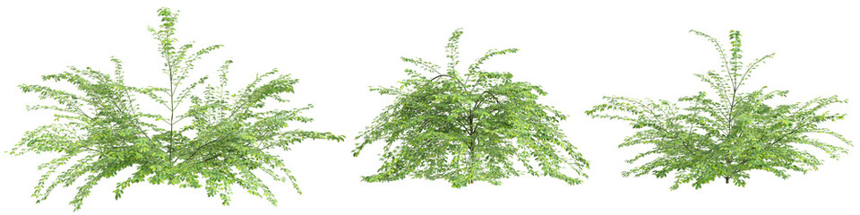 3d illustration of set Jasminum nudiflorum bush isolated on transparent background