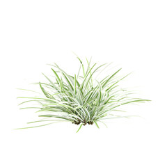 3d illustration of Liriope muscari bush isolated on transparent background