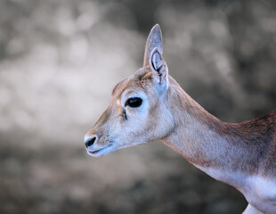 portrait de femelle Cobe de Lechwe