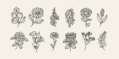 Line art bougainvillea, calendula, delphinium,  wisteria, sunflower, ginger flower, rhododendron, fuchsia, carnation, protea, gypsophila, wattle - obrazy, fototapety, plakaty