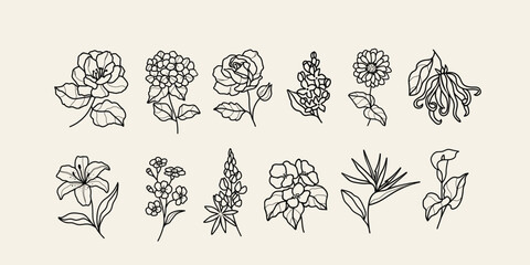 Line art flowers. Camellia, hydrangea, rose, lilacs, zinnia, ylang-ylang, lily, forget-me-not, lupine, begonia, strelitzia, calla lily - obrazy, fototapety, plakaty