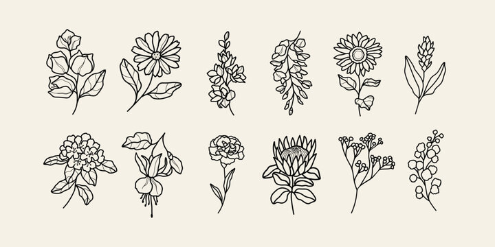 Line art bougainvillea, calendula, delphinium,  wisteria, sunflower, ginger flower, rhododendron, fuchsia, carnation, protea, gypsophila, wattle