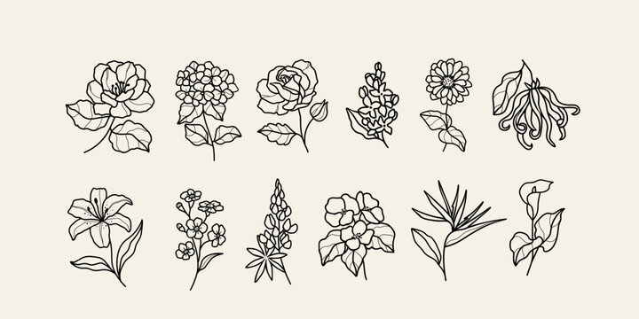 Line art flowers. Camellia, hydrangea, rose, lilacs, zinnia, ylang-ylang, lily, forget-me-not, lupine, begonia, strelitzia, calla lily
