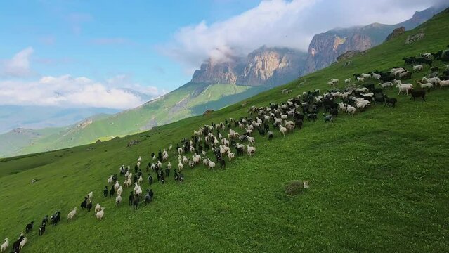 A flock of sheep runs along the grassy slope of a mountain. Drone view. Animal husbandry in the mountains. Mountain peaks in the clouds