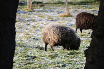 sheep in the field eating grass