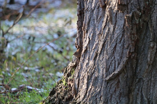 bird climbing the bark of a tree