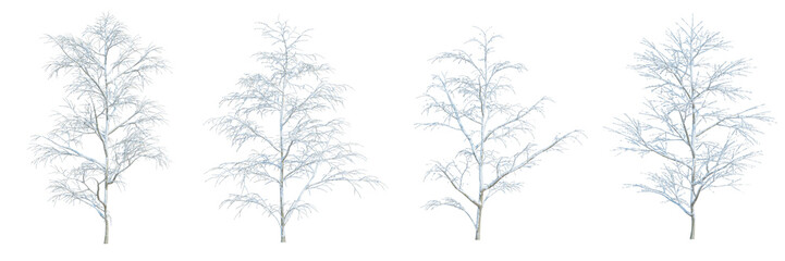 3d rendering Winter tree isolated cut background