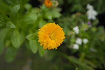  Beautiful Pot marigold, Close up of Colorful Marigold flower, Yellow Flower, flowers of pot marigold stock images