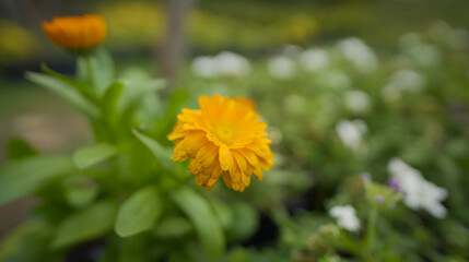  Beautiful Pot marigold, Close up of Colorful Marigold flower, Yellow Flower, flowers of pot marigold stock images