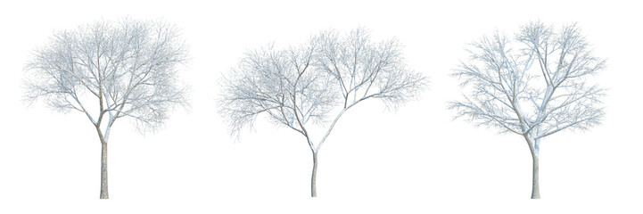 Fototapeta na wymiar 3d rendering Winter tree isolated cut background