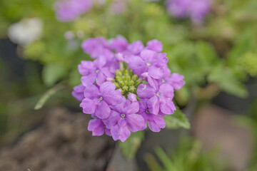 Fototapeta premium trailing lantana, weeping lantana, creeping lantana, small lantana, purple lantana, trailing shrubverbena, Dame's rocket purple flowers and green leaves, Close-up of Globe Candytuft blossoms stock