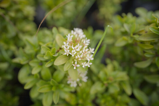 White Stonecrop Laconicum flowers, Jade plant, Sedum stock images, 
