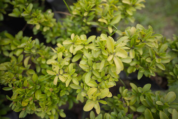 Obraz premium green leaves background, Close-up of Tiny Green Leaves stock images 
