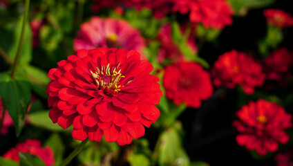 Red zinnia flower with nature green background in blurred garden. Beautiful bright color flower on...