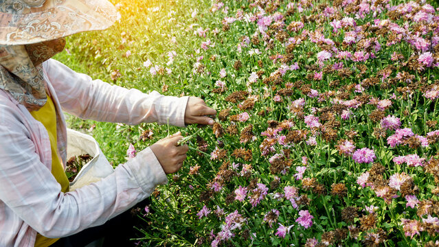 Gardener woman hands collect dried seeds from branch of pink Chrysanthemum ( Chrysanthemum indicum Linn ) in flowers garden. Agriculture concept. Process of plant propagation.