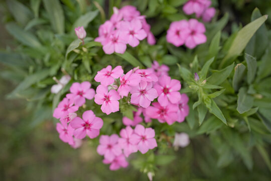 pink flowers, Summer, beauty, flower, white, pink, blossom, Close up of Lanai Verbena pink flowers stock photo