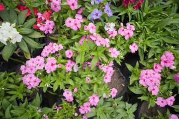 Fototapeta na wymiar pink flowers, Summer, beauty, flower, white, pink, blossom, Close up of Lanai Verbena pink flowers stock photo