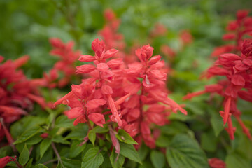 Salvia splendens flower stock photo, Salvia splendens or scarlet sage flower plant in the garden, Salavia splendens, Red salvia flowers salvia splendens Stock Photos