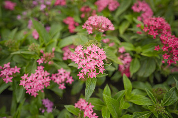 Pentas lanceolata beautiful pink starcluster flowers stock photo, Pink Pentas flowers growing, Pentas, Star flower, Star cluster, Image of beautiful pink pentas flowers in bloom in a garden 