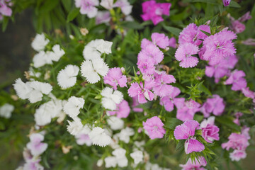 pink and white flowers, Pink mini carnation flowers, Dianthus flower stock images, pink red white micro flower