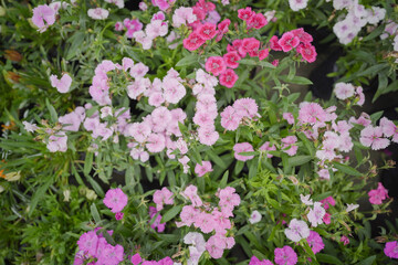 Fototapeta premium pink and white flowers, Pink mini carnation flowers, Dianthus flower stock images, pink red white micro flower