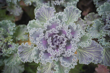 Purple cabbage flower growing, Top view of Purple cabbage flower leaves, Ornamental cabbages in...