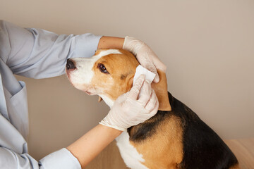 Vet doctor cleans the beagle dog's ears with a napkin. Pet care. 