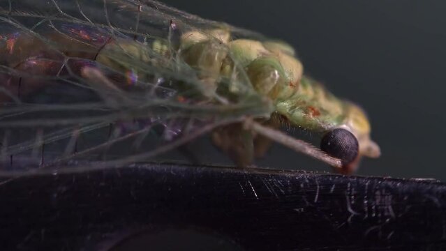 Lacewing insect at ultra high macro magnification 
