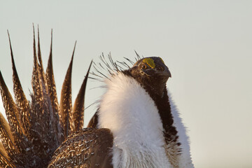 Greater Sage-grouse - close up detailed portrait of a male during the spring mating season