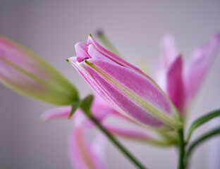 close-up fragment of lily flower