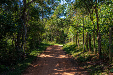 Naklejka premium Dirt path between pine trees, eucalyptus trees and farm fences, in the interior of Minas Gerais, Brazil.