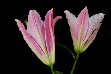 lily flowers grow on a black background
