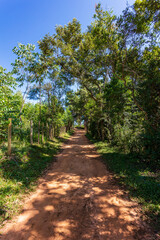 Fototapeta na wymiar Dirt path between pine trees, eucalyptus trees and farm fences, in the interior of Minas Gerais, Brazil.