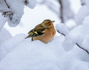 Male chaffinch sitting on a snow covered tree