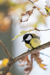 Great tit on a branch with snow in winter.