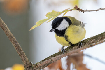 Great tit on a branch in winter.