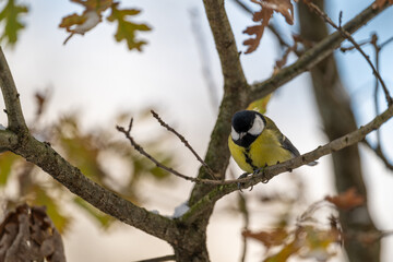 Great tit on a branch in winter.
