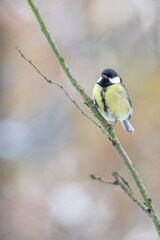 Great tit on a branch in winter.