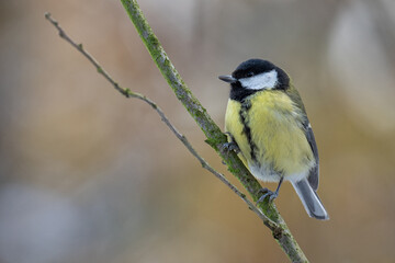 Great tit on a branch in winter.