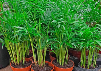 Lots of green ferns, variety Hamedorea, indoor plant, green in brown pots, in a flower shop for sale to flower lovers.