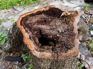 Tree stump. Cut tree trunk for lumber
