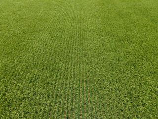 Huge area of Paddy field. Paddy field background. Rice (Oryza sativa) plant background