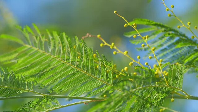 Blooming Mimosa Tree In Early Spring. Mimosa Flowers. Acacia Dealbata Or Silver Wattle Yellow Flowers Blooming. Still.