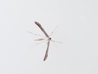 A white plume moths. Emmelina monodactyla