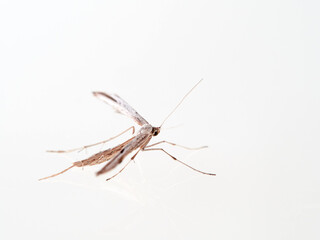A white plume moths. Emmelina monodactyla