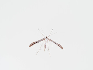 A white plume moths. Emmelina monodactyla