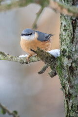 Woodpecker on a branch in winter with snow.