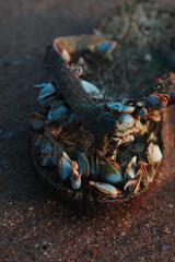 Lepas anatifera, a barnacle attached to a flip flop, found on a beach 