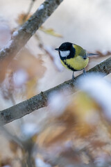 Great tit on a branch in winter with snow.