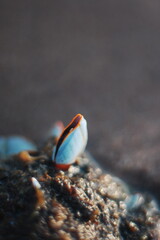 barnacle Lepas anatifera, a barnacle that attaches to drifting objects, found on a beach